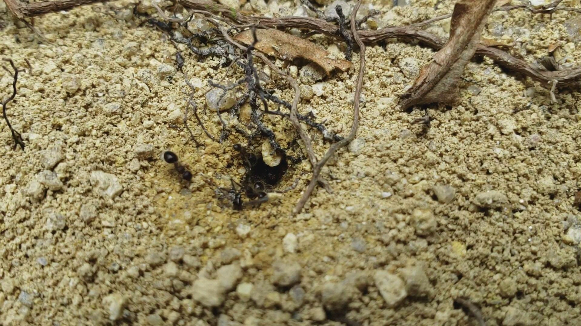 切叶蚁的窝图片