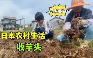 Download Video: 跟日本婆婆地里收芋头，每年都不愁吃，种植储存都大有学问！