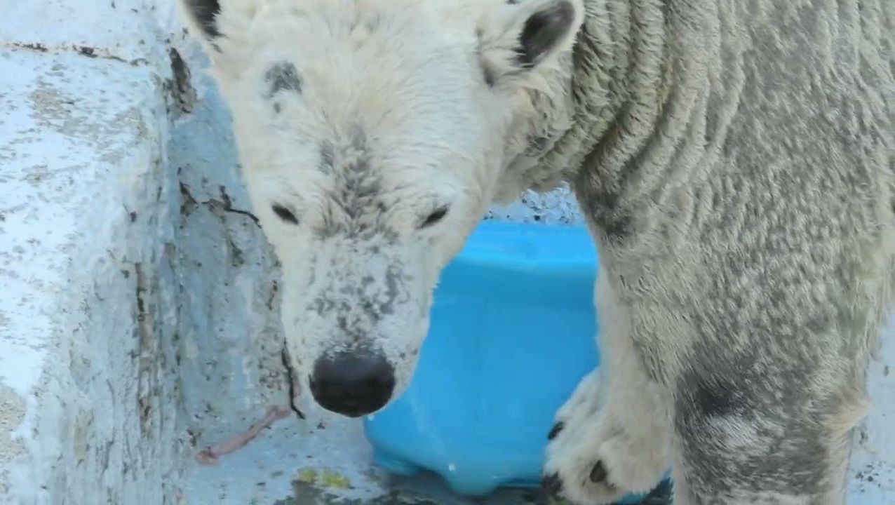 天王寺動物園 自得其樂的北極熊 pt.