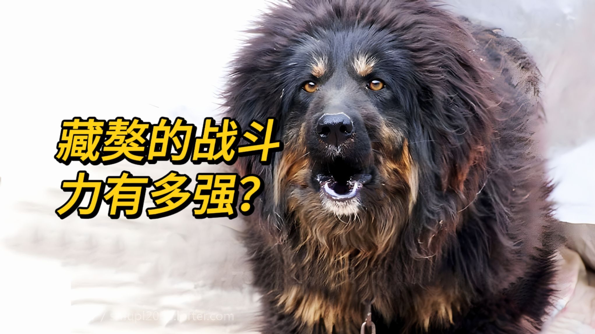 藏獒的战斗力有多强?