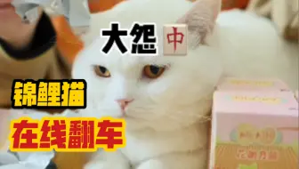 锦鲤猫在线翻车？！