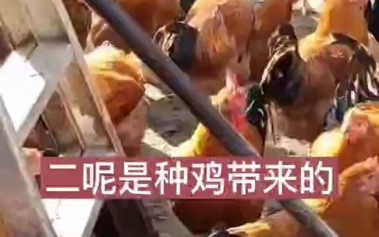 鸡光吃不长怎么办鸡群扒料是什么原因鸡拉水样粪便怎么办哔哩哔哩bilibili