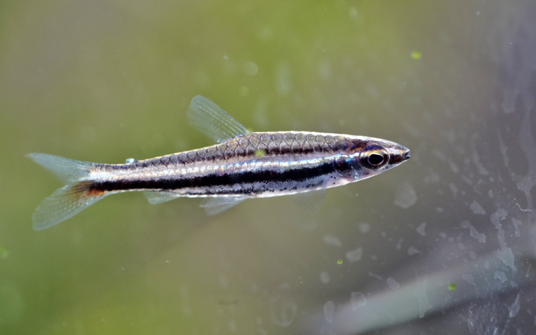 绿线铅笔鱼四分钟超长合集