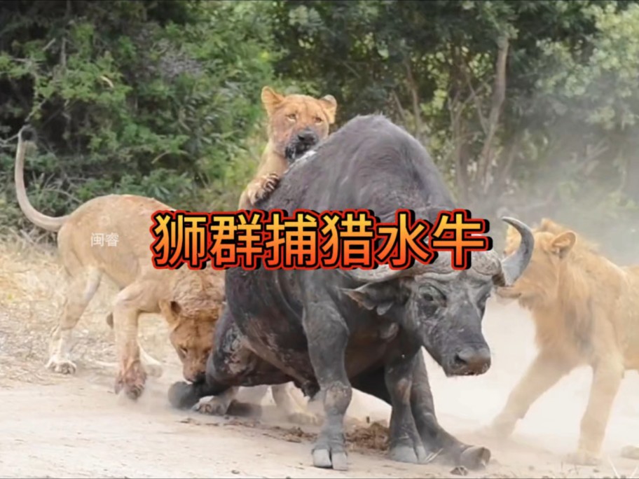 遇到一群捕猎经验丰富的狮子,水牛纵使再强壮也没有发挥的空间!