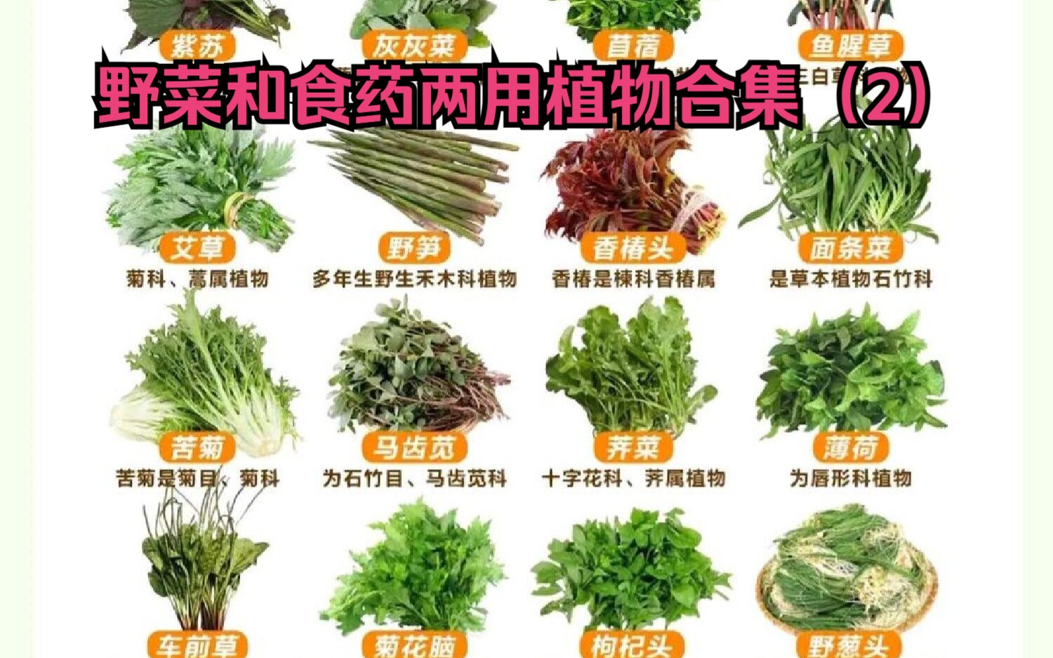 身边常见的野菜和食药两用植物合集(2)哔哩哔哩bilibili