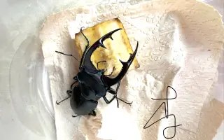 歐洲深山鍬形蟲幼蟲開箱 換土 搜索结果 哔哩哔哩 Bilibili 歐洲深山鍬形蟲幼蟲開箱 換土 搜索结果 哔哩哔哩 Bilibili