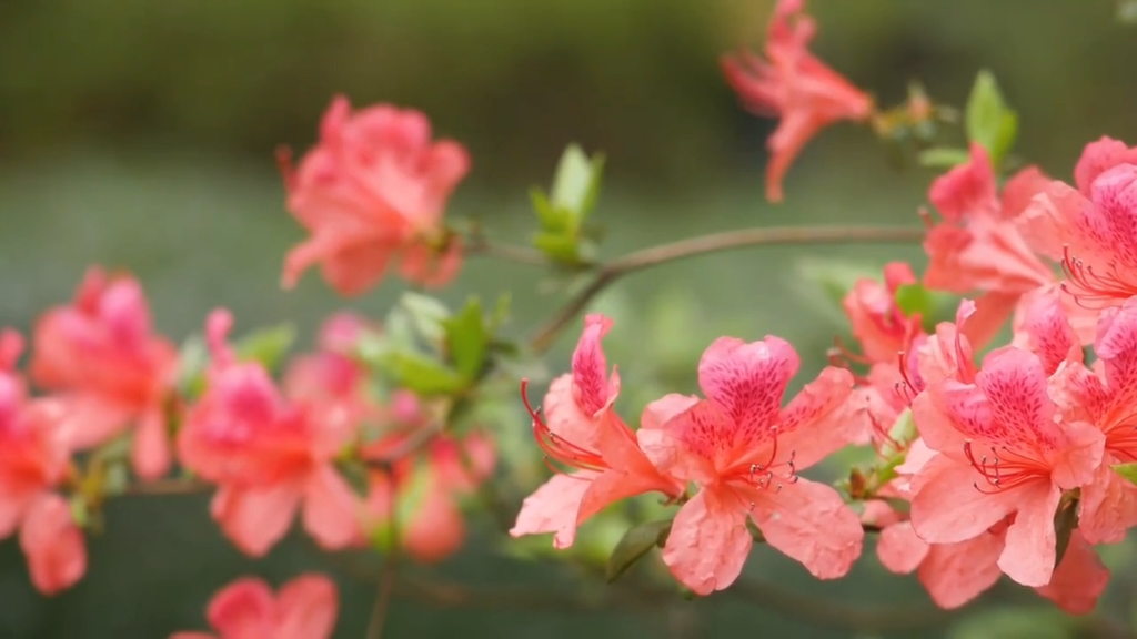 [图]只愿来生，只是陌上的看花人，无需入尘缘，仅行于陌上，看一川风花，无爱无伤。