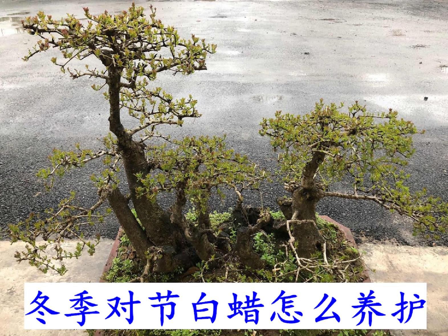 北方养对节白蜡盆景,5个小技巧帮你过冬哔哩哔哩bilibili