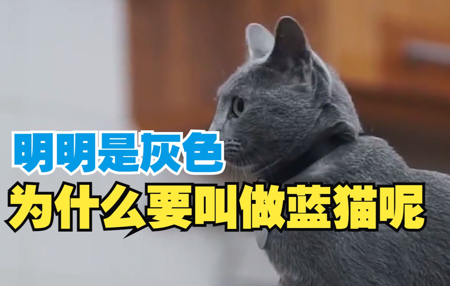 蓝猫明明是灰色的,为什么叫做蓝猫呢?哔哩哔哩bilibili