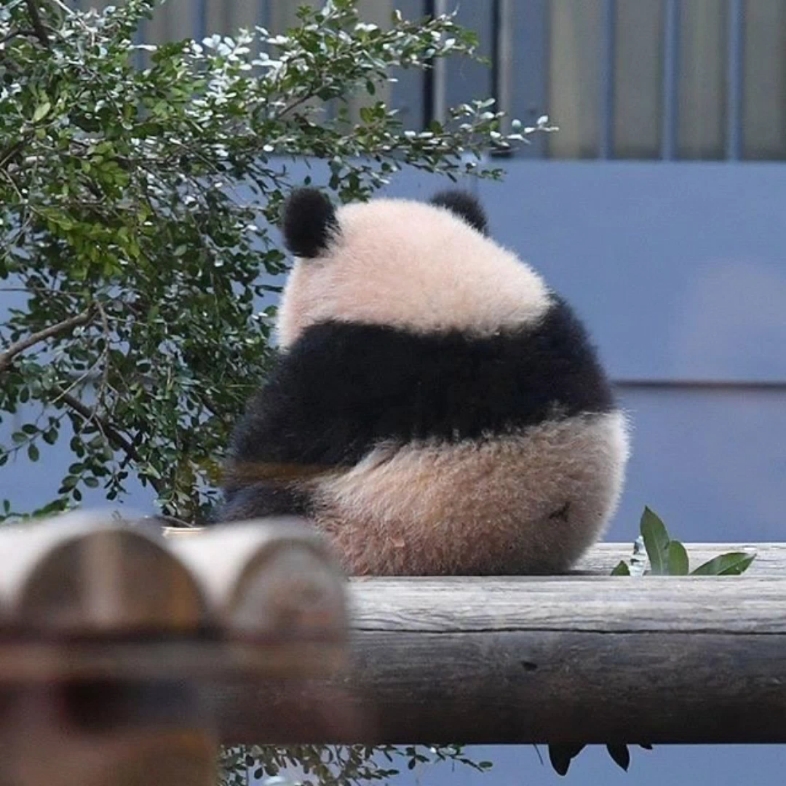 大熊猫中的背影杀手73(1719v1717)73