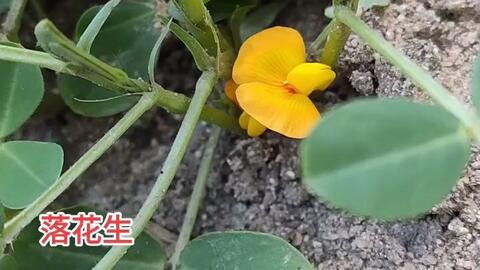 植物科普 落花生 豆科落花生属植物 哔哩哔哩