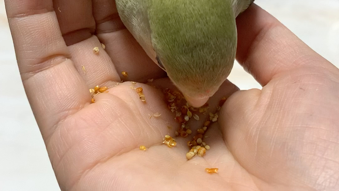 牡丹鸚鵡幼鳥——獼猴桃.沉迷於小米中無法自拔.