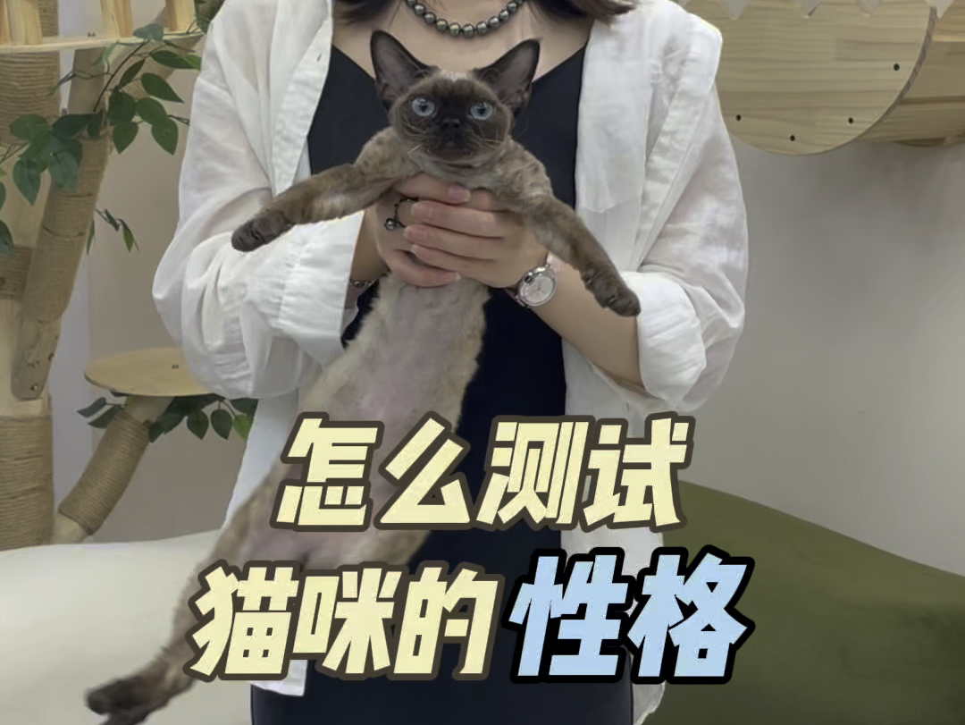 猫咪性格测试哔哩哔哩bilibili