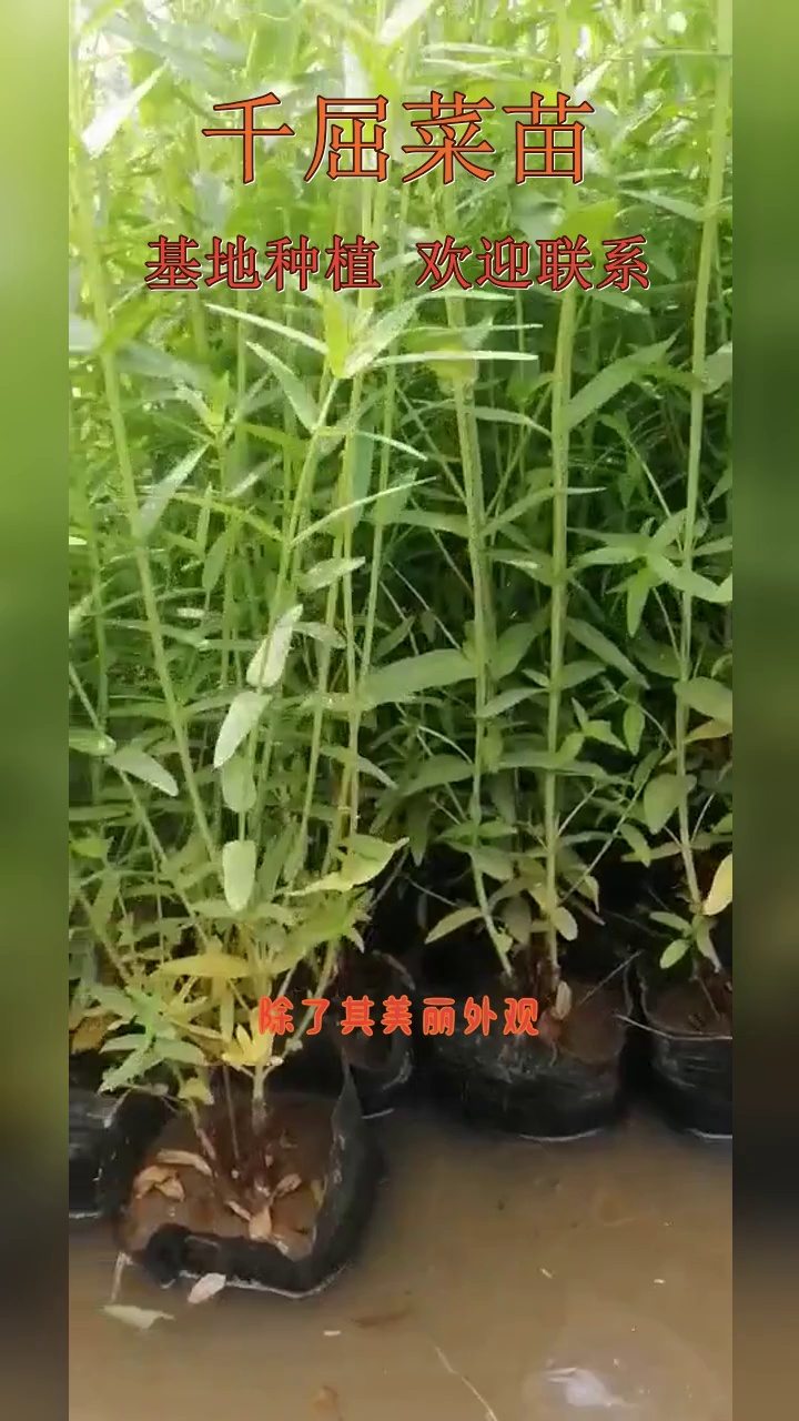 水生植物四季美人蕉 再力花批发 千屈菜黄菖蒲鸢尾苗易存活 #千屈菜苗 #河南千屈菜苗 #河南千屈菜苗基地哔哩哔哩bilibili