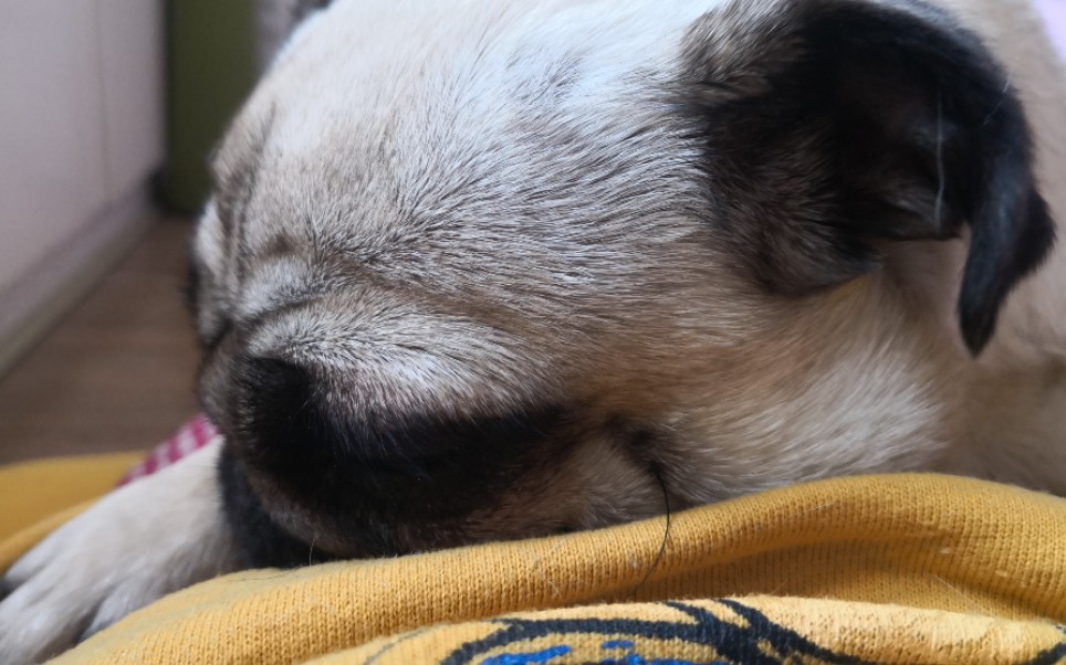 和八哥犬一起午睡,你绝对睡不着!