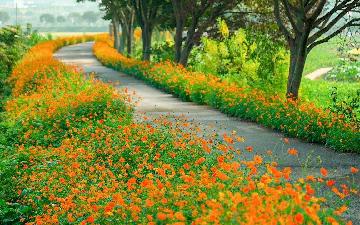【walking tour】全罗南道长城郡 | 乡间小路 | 花海_哔哩哔哩_bili