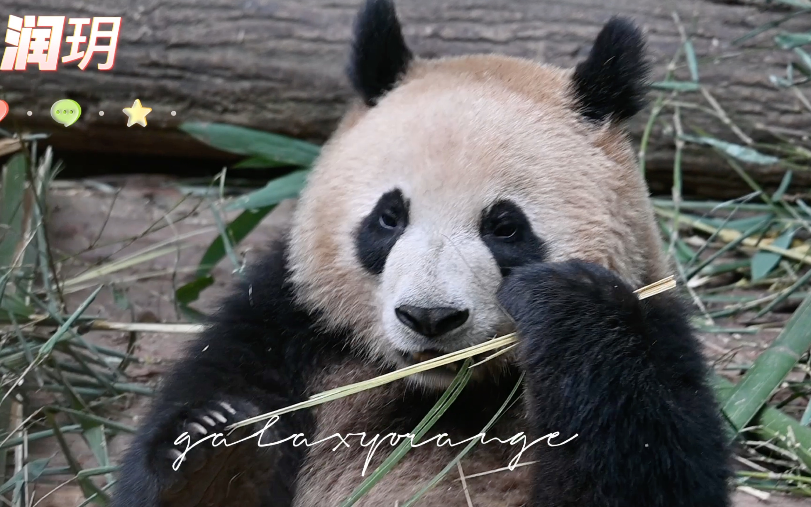 【大熊猫润玥】 230414 菜菜姐眼睛好多啦 灵活的眼白可以滴溜溜转啦