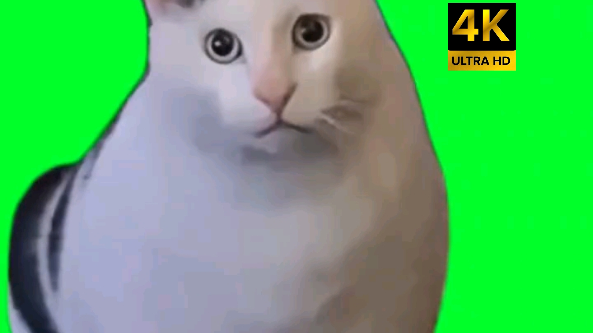 猫meme素材——bruh猫     4K绿幕