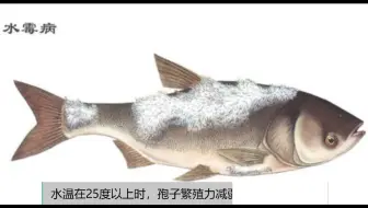 新手养鱼必看 鱼病之腹水 这个是很严重的病 哔哩哔哩 Bilibili