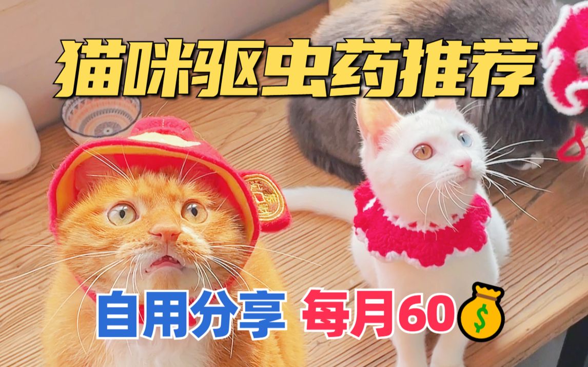 猫咪驱虫药自用推荐!最强组合每月60𐟒𐠤𘀨𚫦— 虫哔哩哔哩bilibili