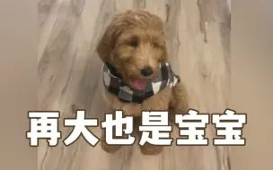 当你以为你带回家一只迷你金贵犬…