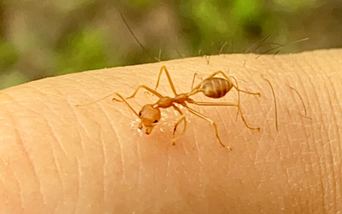 南方大蚂蚁咬人都这么疼?呜呜_哔哩哔哩_bilibili