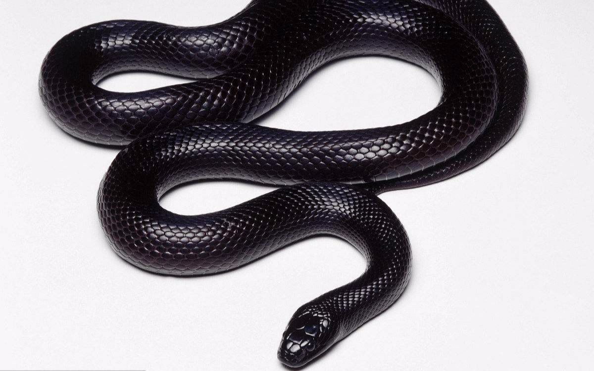 我要养蛇第二季墨西哥黑王蛇
