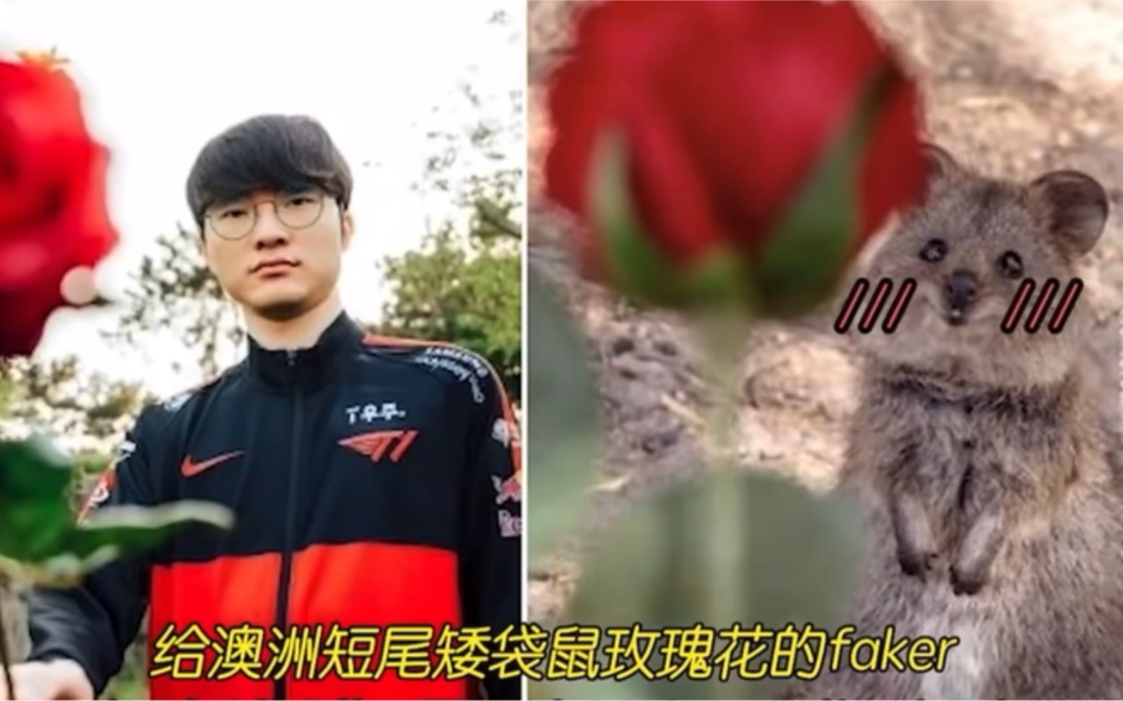 faker 与玫瑰的渊源,一张头像使用七年,竟是从安掌门手里抢来的哔哩哔哩bilibili英雄联盟