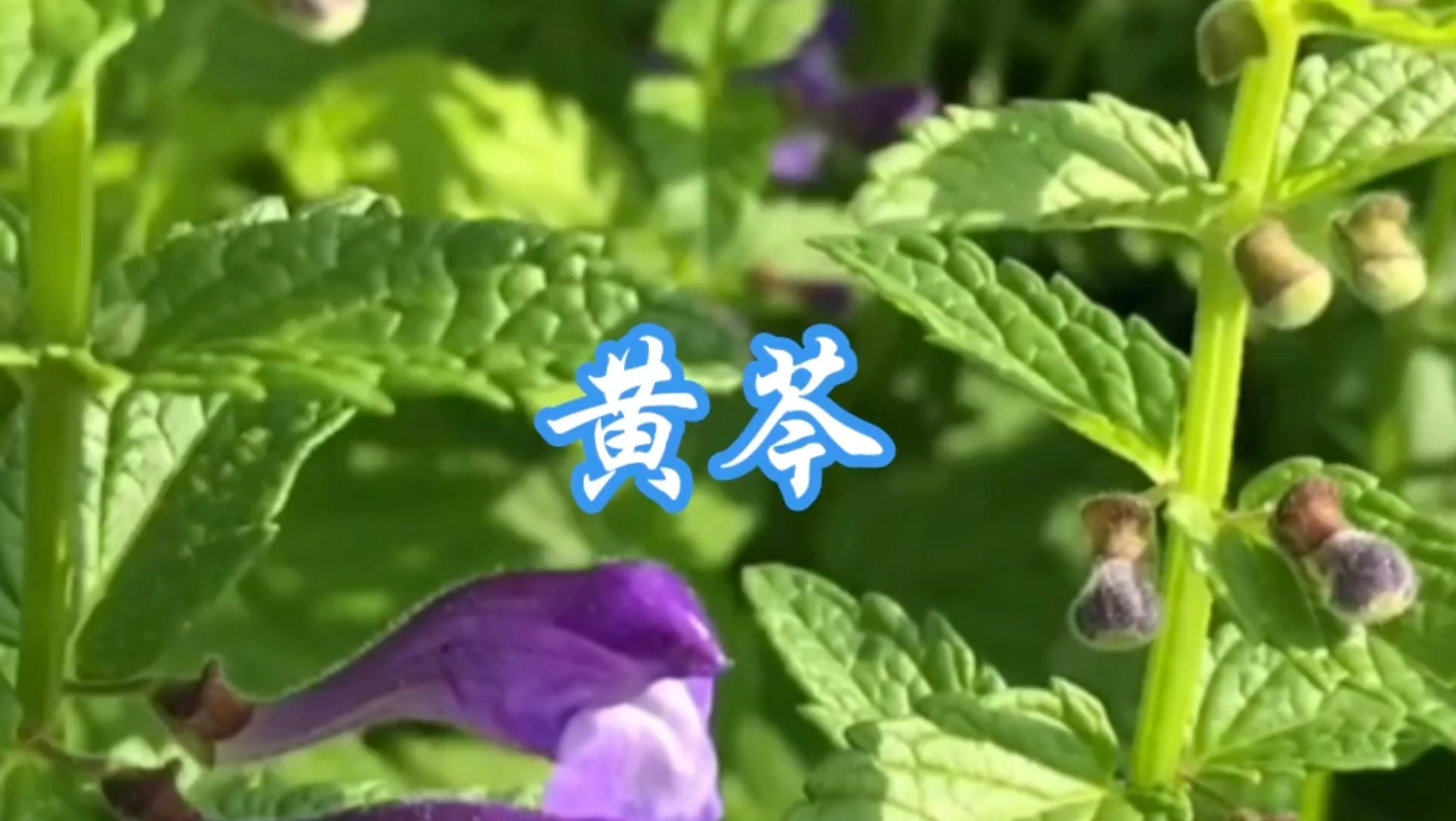 中草药——黄芩的作用和故事哔哩哔哩bilibili