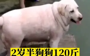 Tải video: 2岁半狗狗120斤胖成拉布拉猪！邻居：除了头，其它全像猪