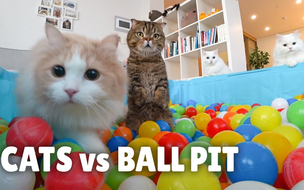 【kittisaurus】猫咪vs海洋球