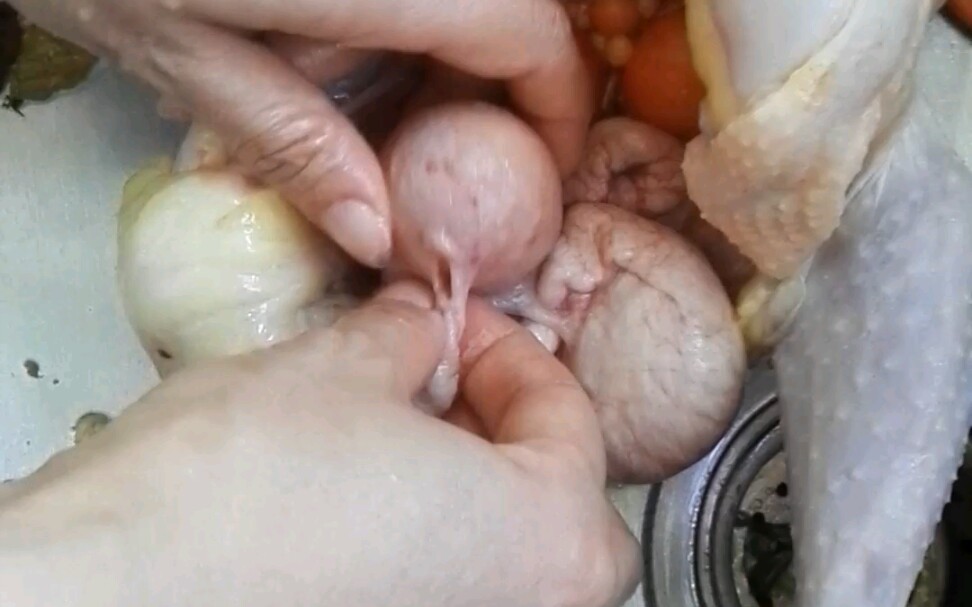 鸡肚子里有鸡蛋