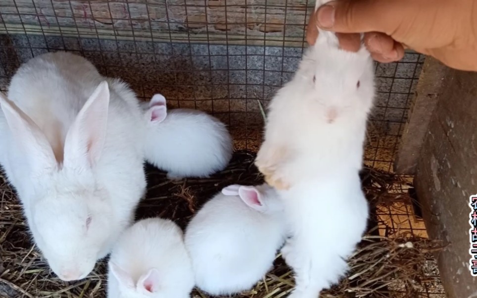 兔妈妈辛苦了,一窝生了七个,小兔子还没有长大,兔妈妈又快生了,我也是