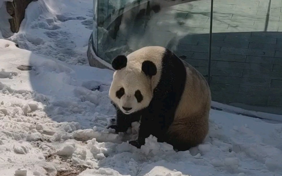 大熊猫飞云  一起玩雪呀