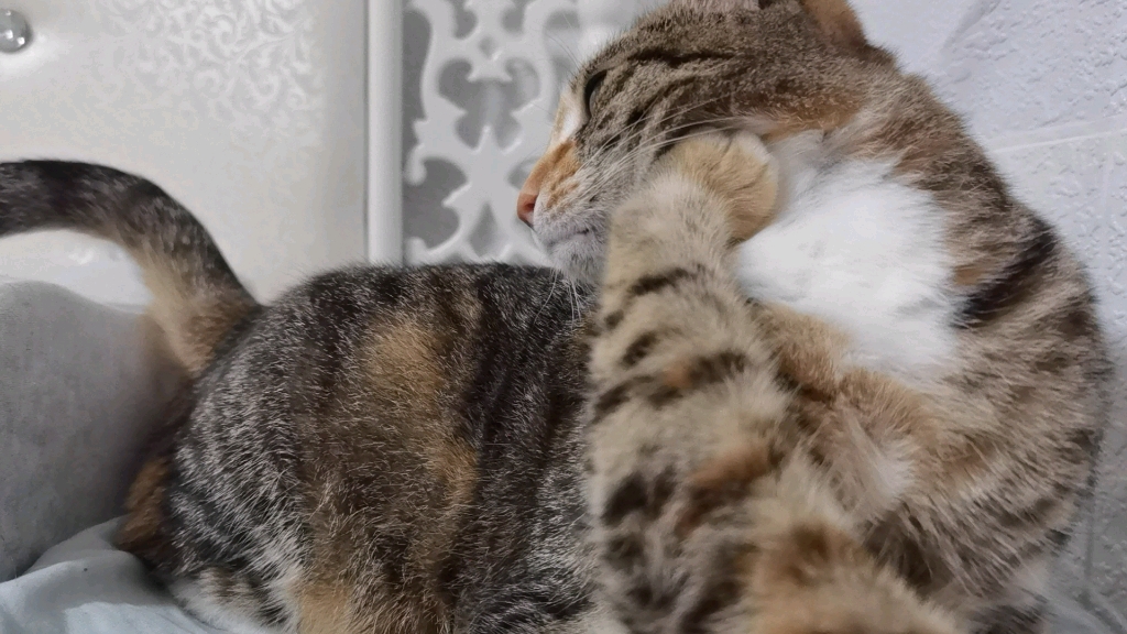 三岁了还被三个月大的小猫锁喉正常么?