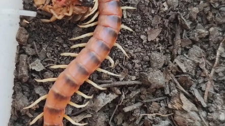 秘鲁白脚巨人蜈蚣