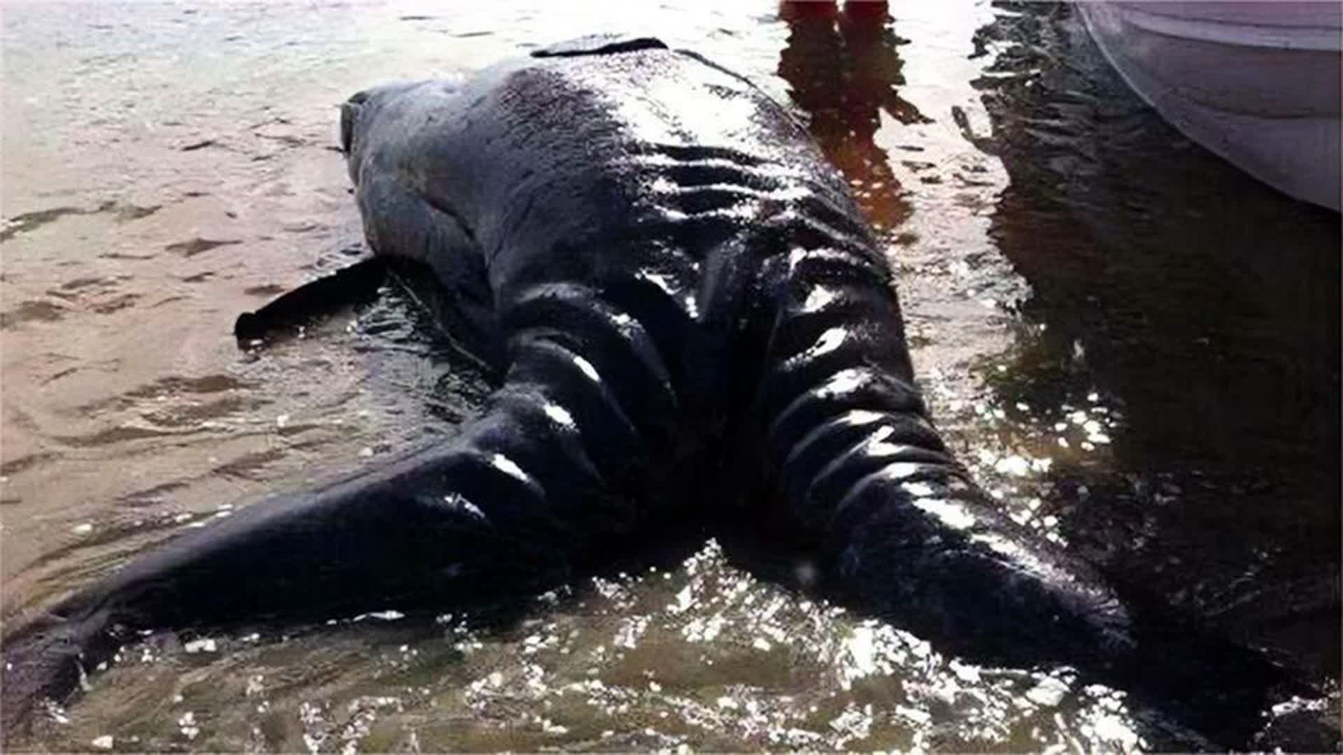 水怪的照片真实照片图片