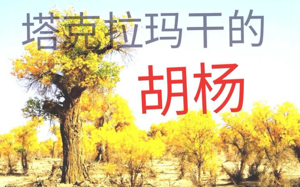 [图]重唱《塔克拉玛干的胡杨》