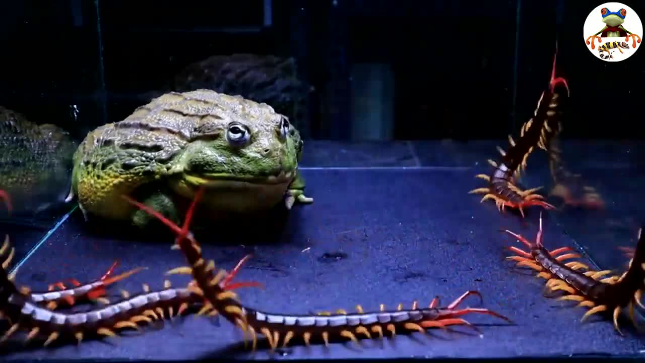 非洲牛蛙大战图片