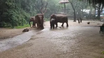 Video herunterladen: 叽咕因为嫉妒小风得到了小苹果，拦着小风不让走，小风吓了一跳叫来了妈妈跟大猪干妈，中途隔开了一会儿，以大猪安妮跟叽咕贴贴和好为结尾