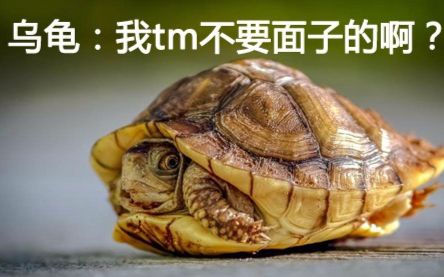厉害了我的哥,裆部藏乌龟?