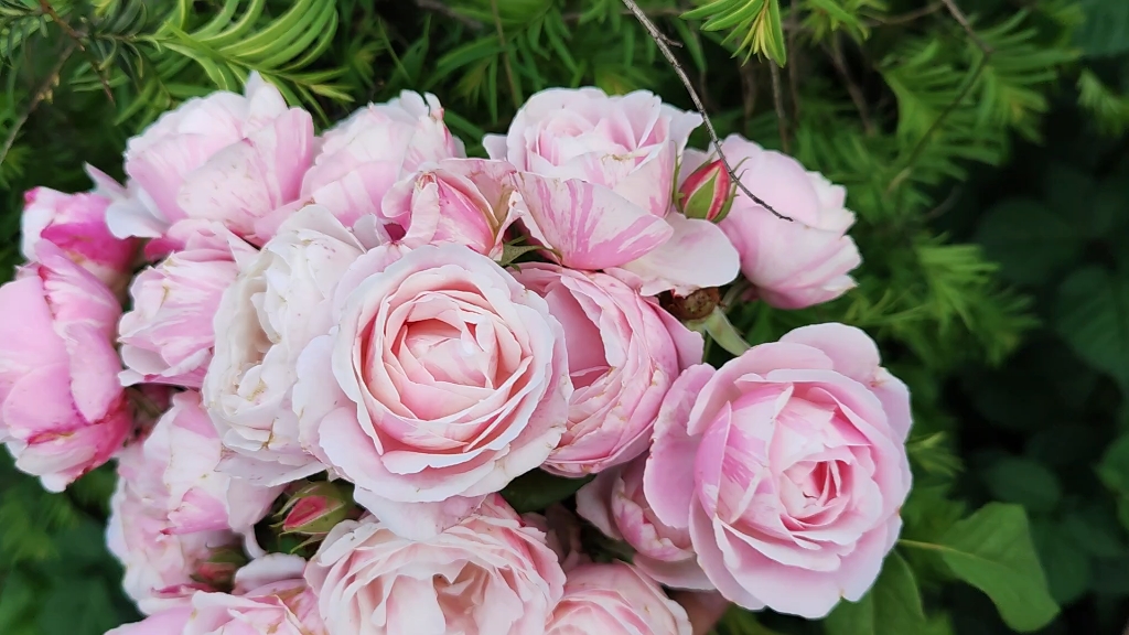 条纹月季花束【情书】