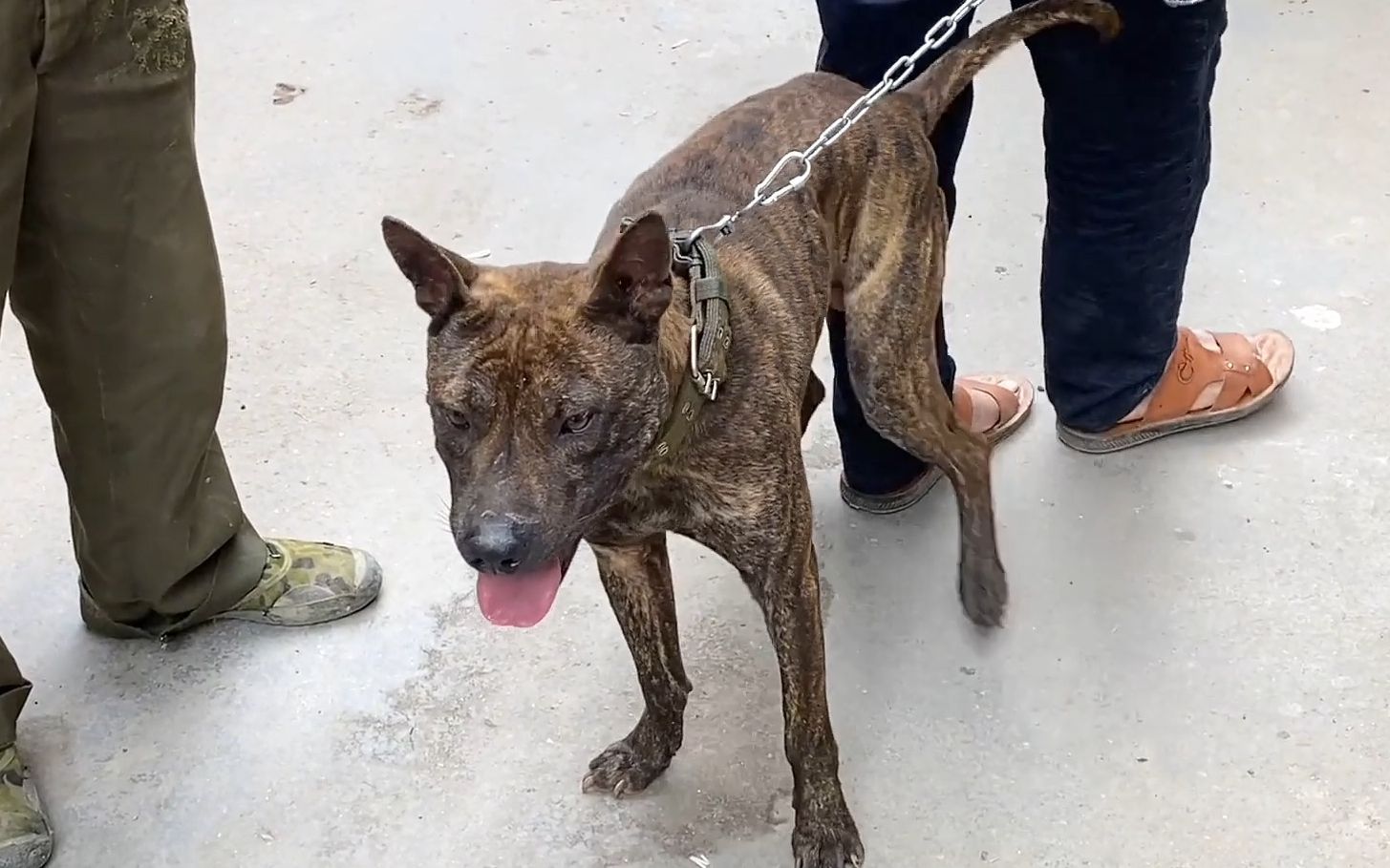 杂斗虎斑很野主人不在场除了人会动的都不放过鸡鸭都怕它你们喜欢这样