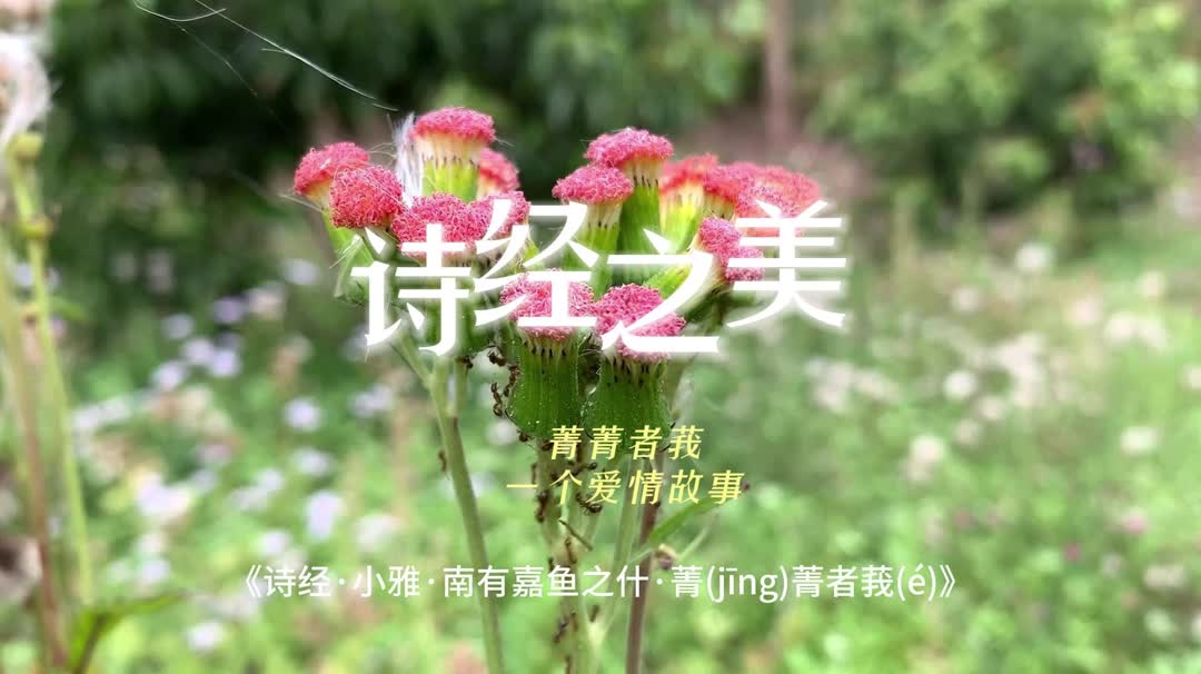 [图]诗经之美-小雅·菁菁者莪