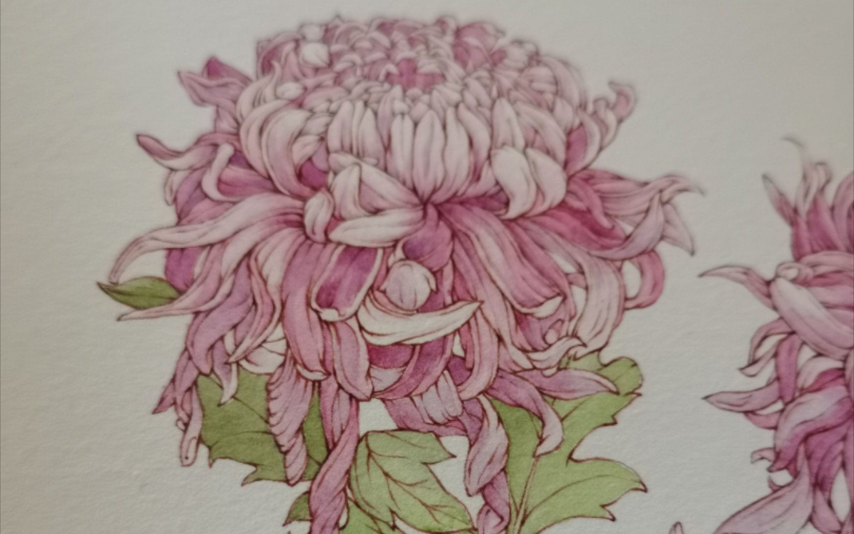 淡雅如菊,绘画中的岁月静好