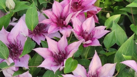 铁线莲许愿星 藤本花卉绿植盆栽