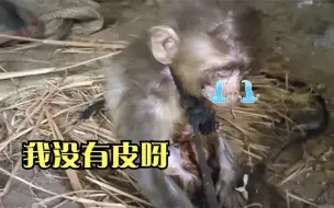 Tải video: 疑似小猴太调皮，被人类绑在火炉旁，关键时刻被老爷爷救下