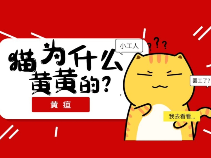 猫为什么会黄疸?哔哩哔哩bilibili