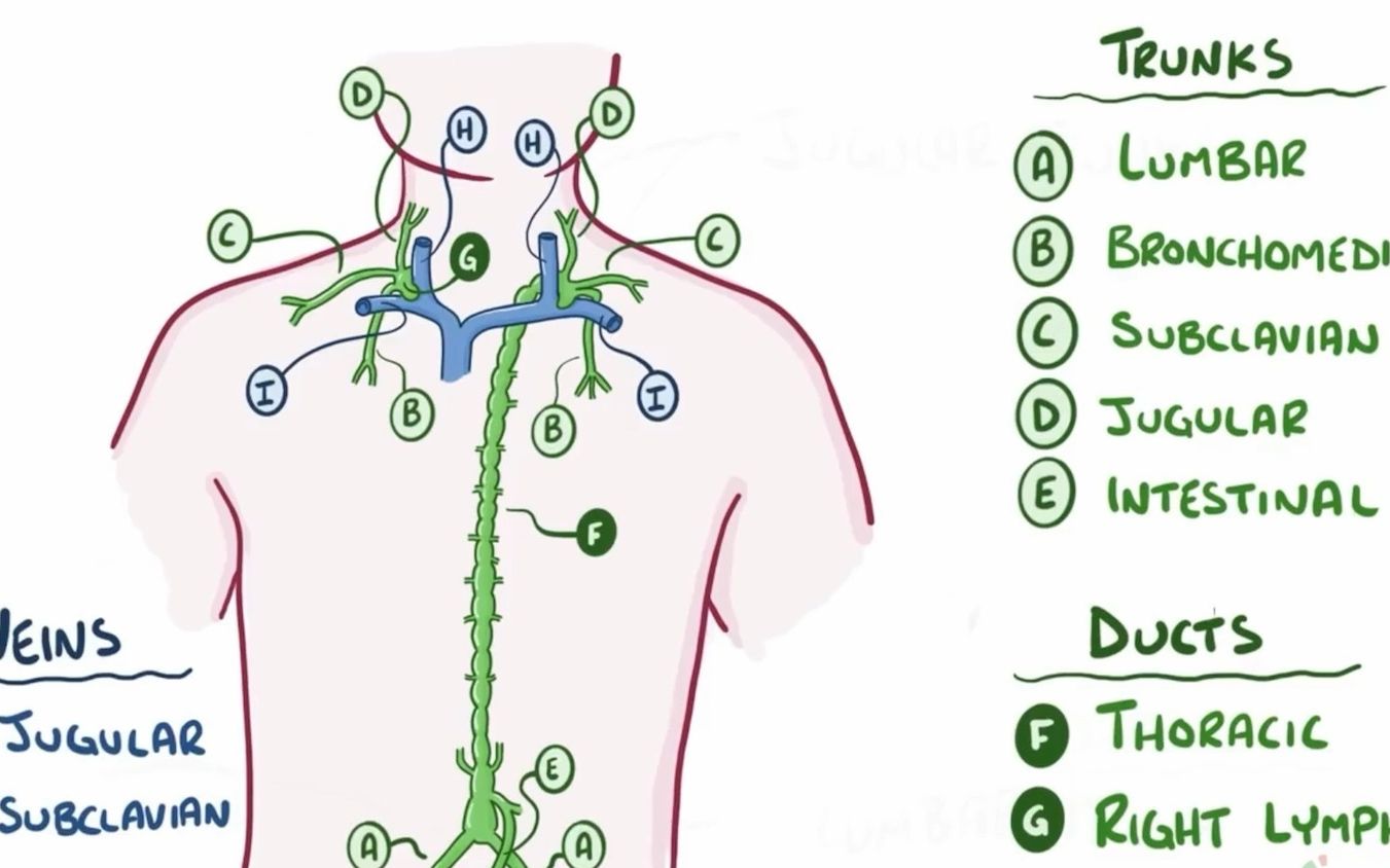 lymphatic capillary图片