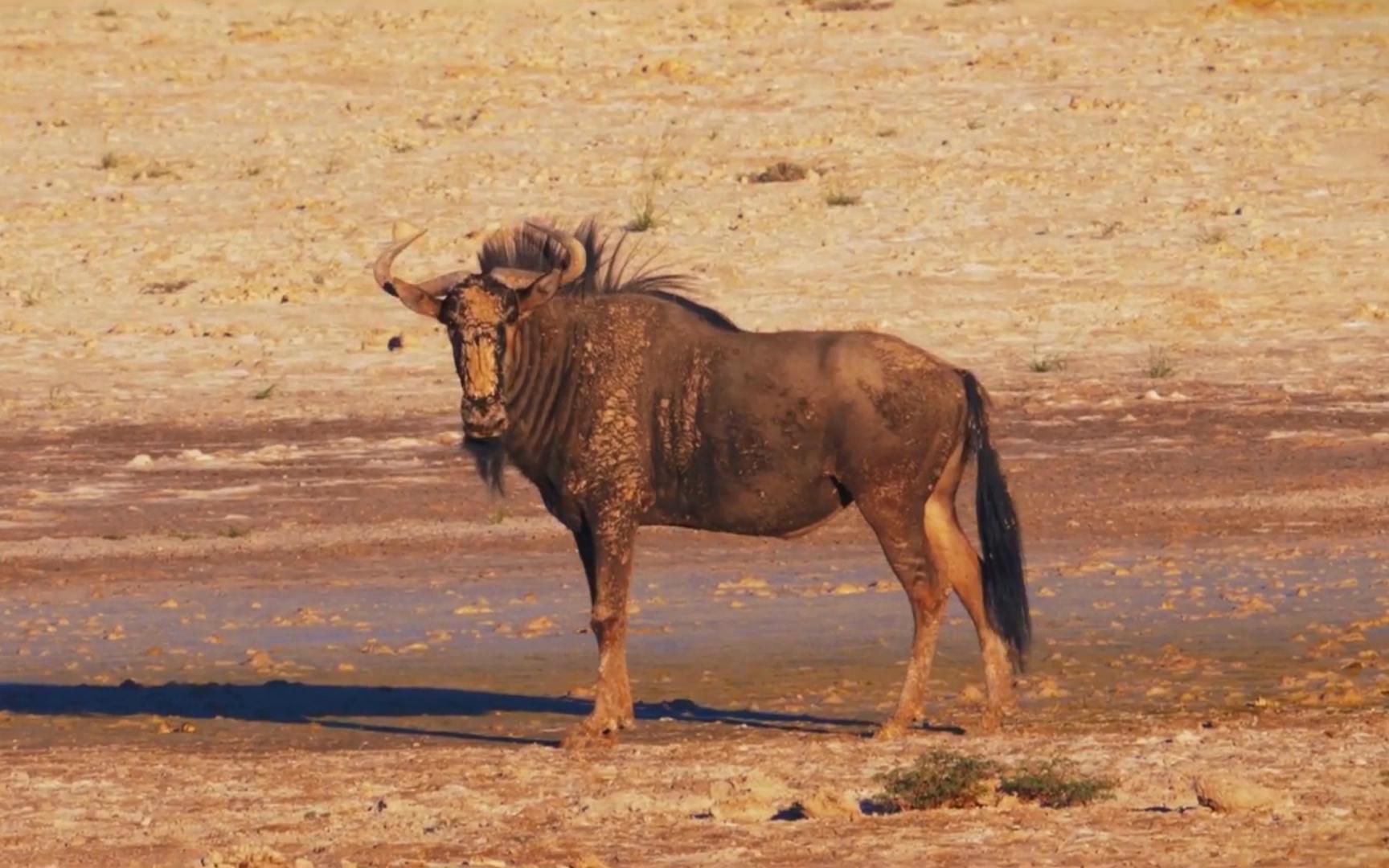野生动物环境保护